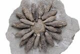 Jurassic Fossil Urchin (Reboulicidaris) - Amellago, Morocco #240006-2